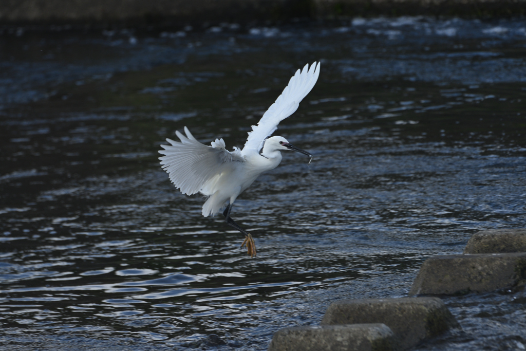 春の小鷺