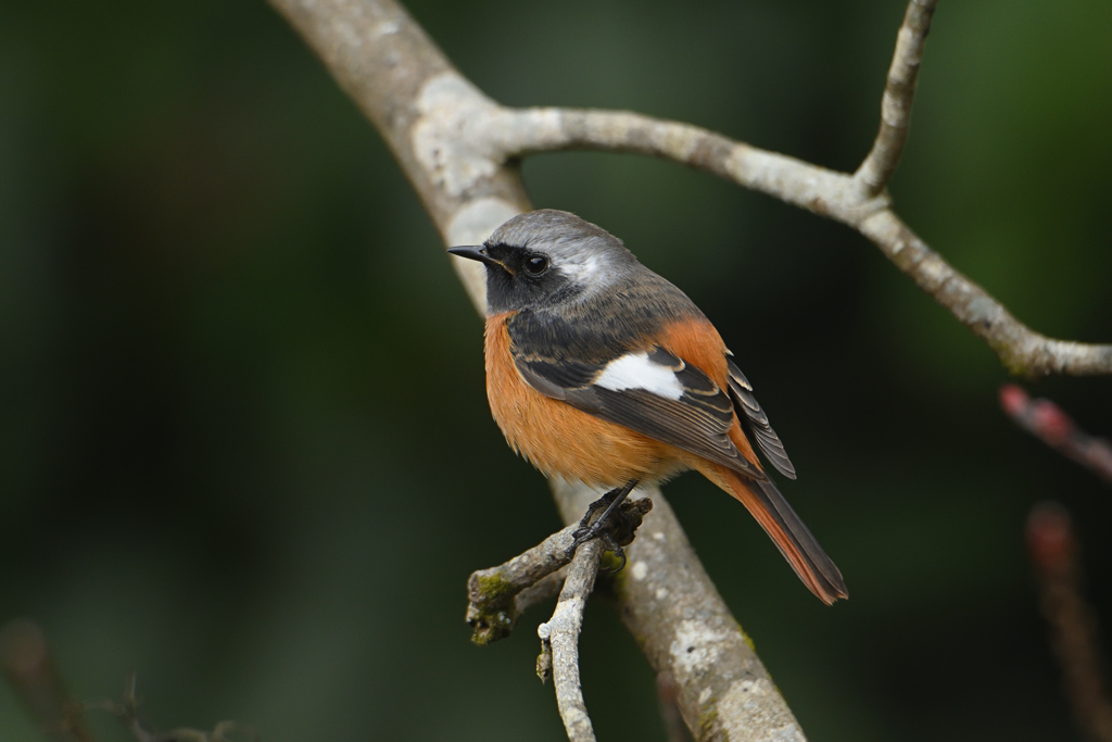 暗い森のひとり撮影会-4