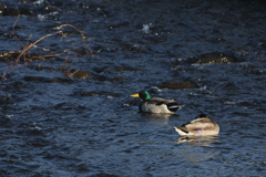 のんびりプカプカ