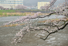 濡れた桜-1