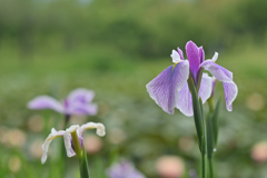 花菖蒲