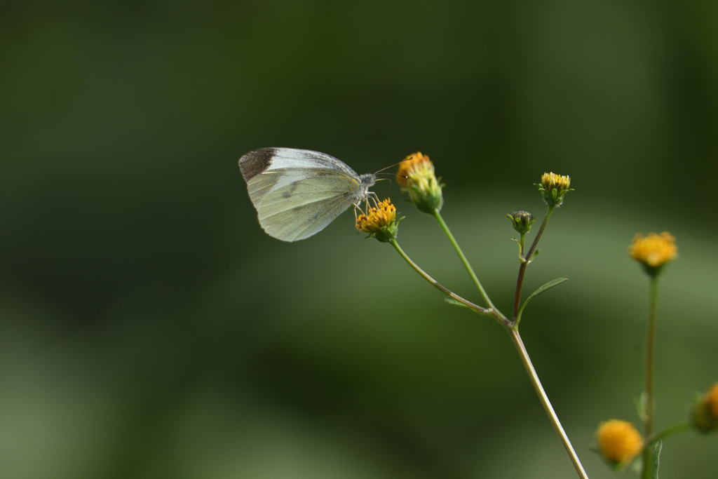 やっぱり白いのが似合う