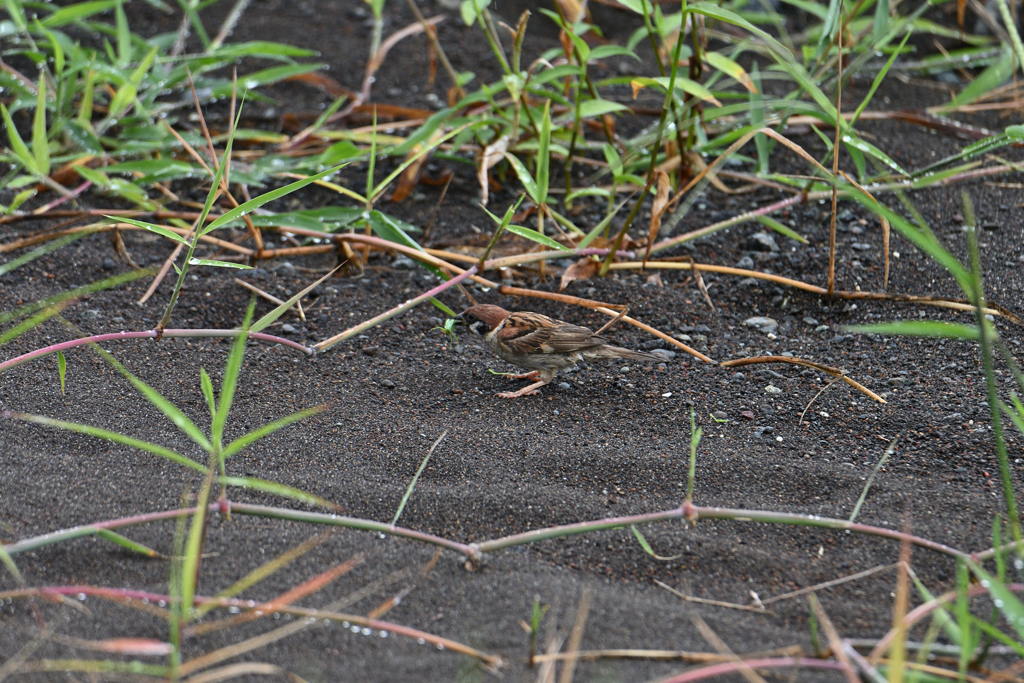 雨の日は川原で朝食