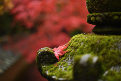 撮りたかった紅葉_1