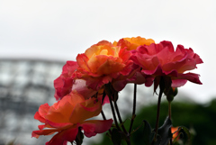 薔薇