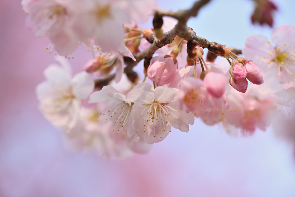 桜