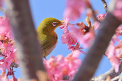 桜吸い