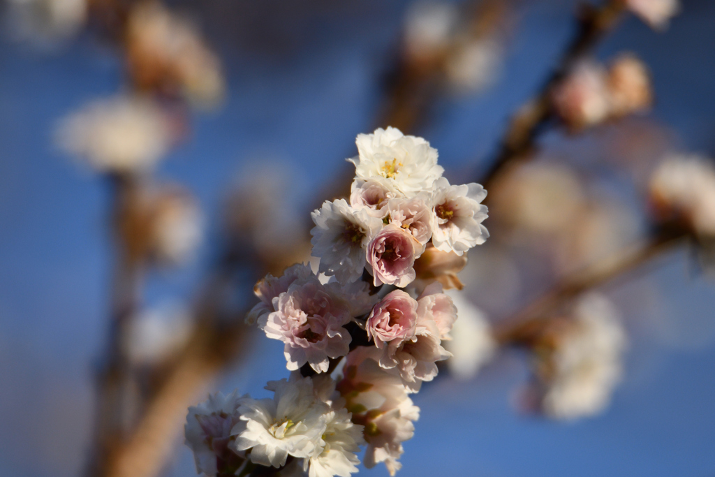 冬桜