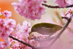 花被り