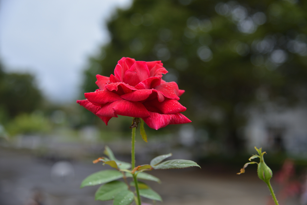 濡れた薔薇-1