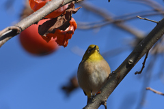 柿と目白