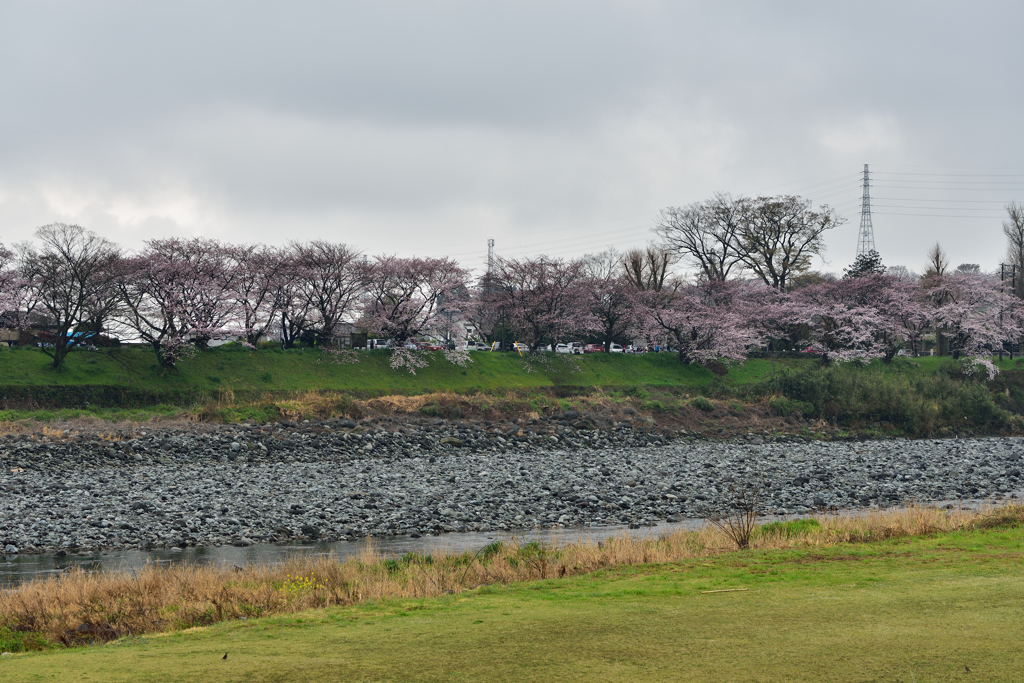 桜雨 ②