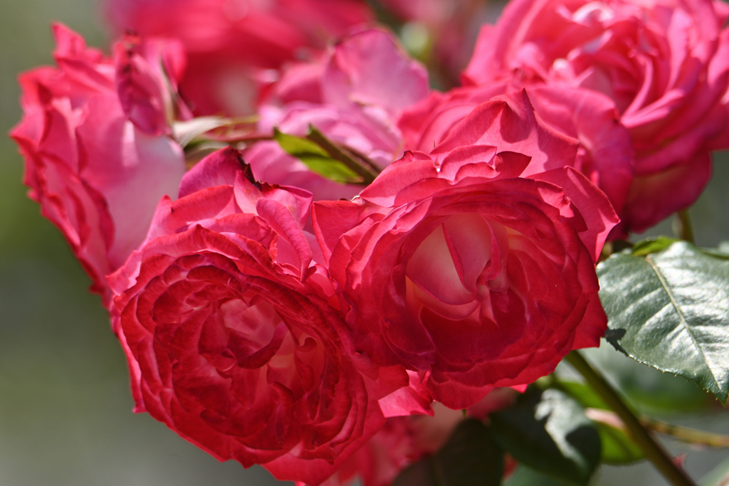 薔薇-1