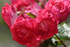薔薇-1