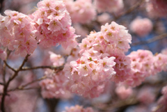 春めき桜