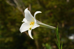 夏の百合