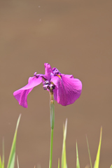 From Violet to Purple