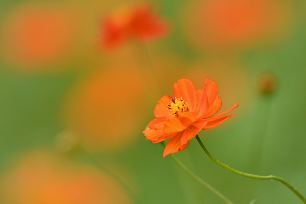 黄花秋桜