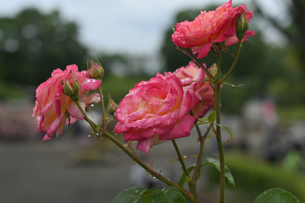 薔薇