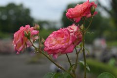 薔薇
