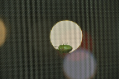 網戸の虫