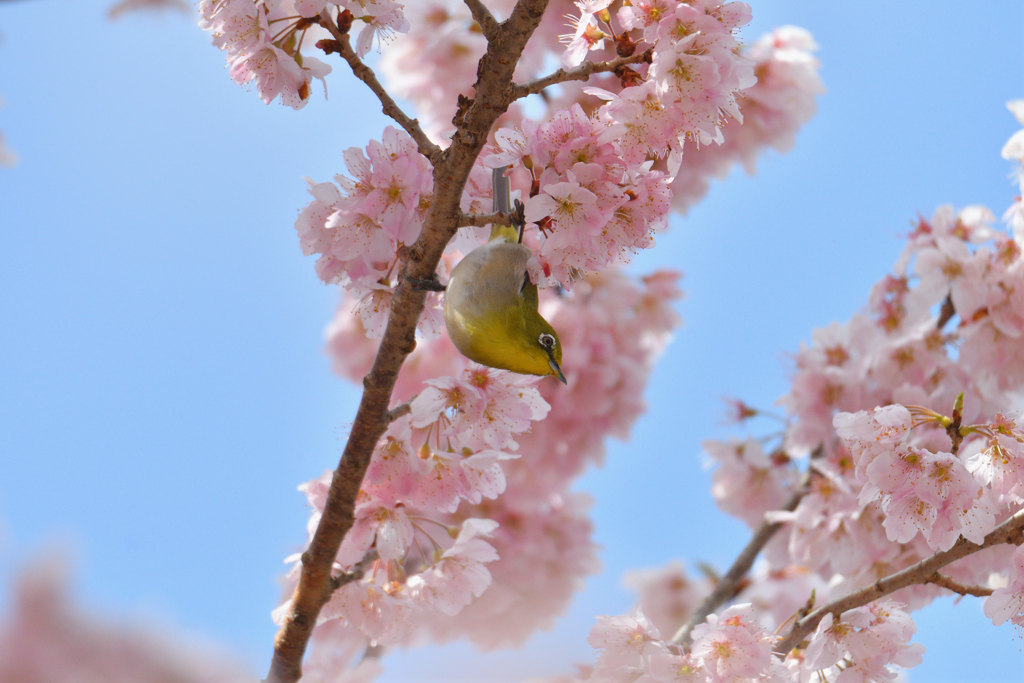 花の小鳥