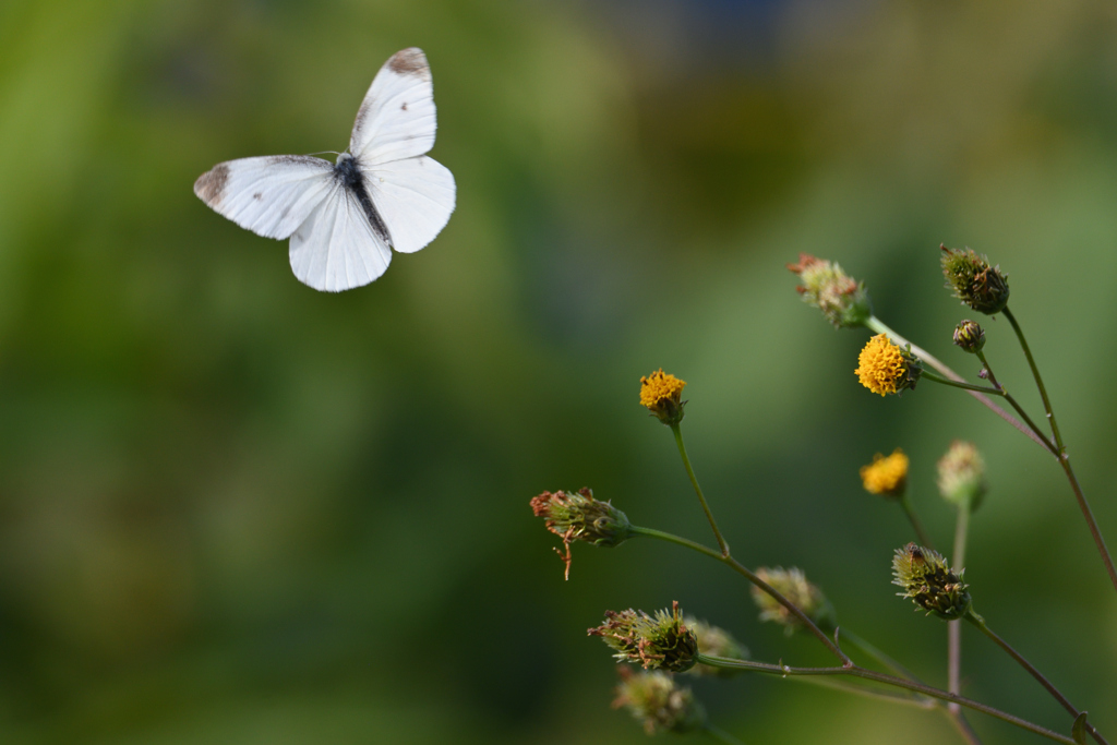 白蝶のメルヘン-1