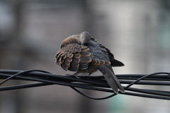 鳩のポーズ