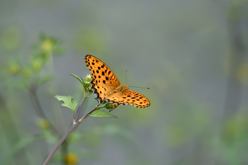 ツマグロヒョウモン蝶