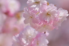華やか