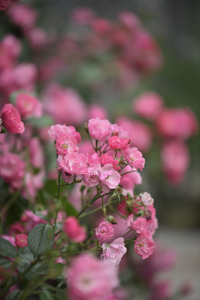 薔薇