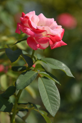 夏の薔薇