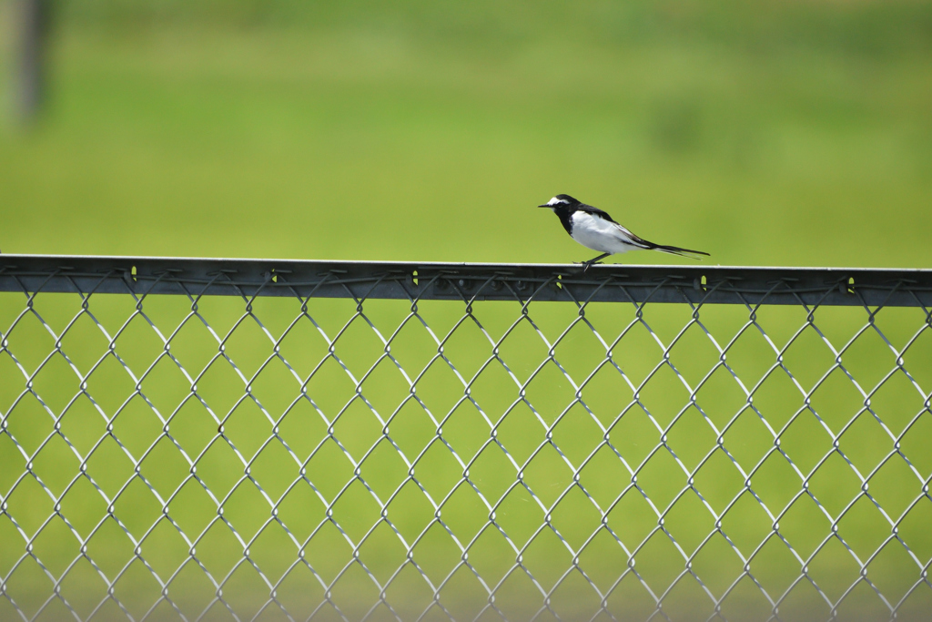 セグロセキレイ