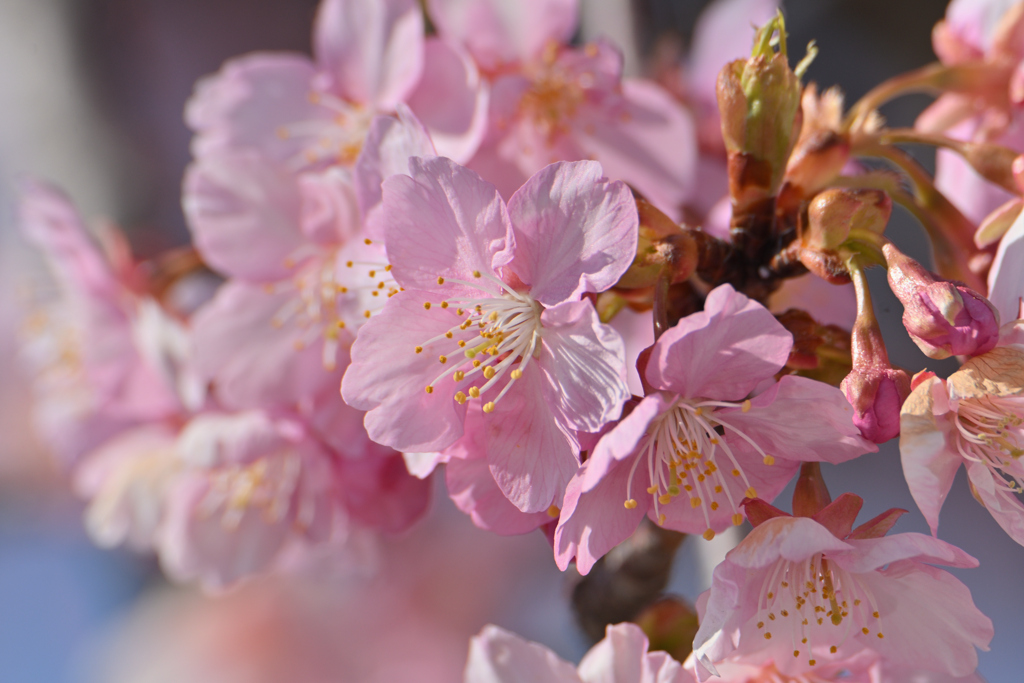 河津桜