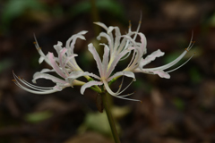 お彼岸の花-2