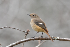 尉鶲姫と散歩-2