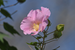 芙蓉