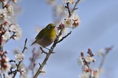 君の花