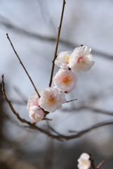 優しい花