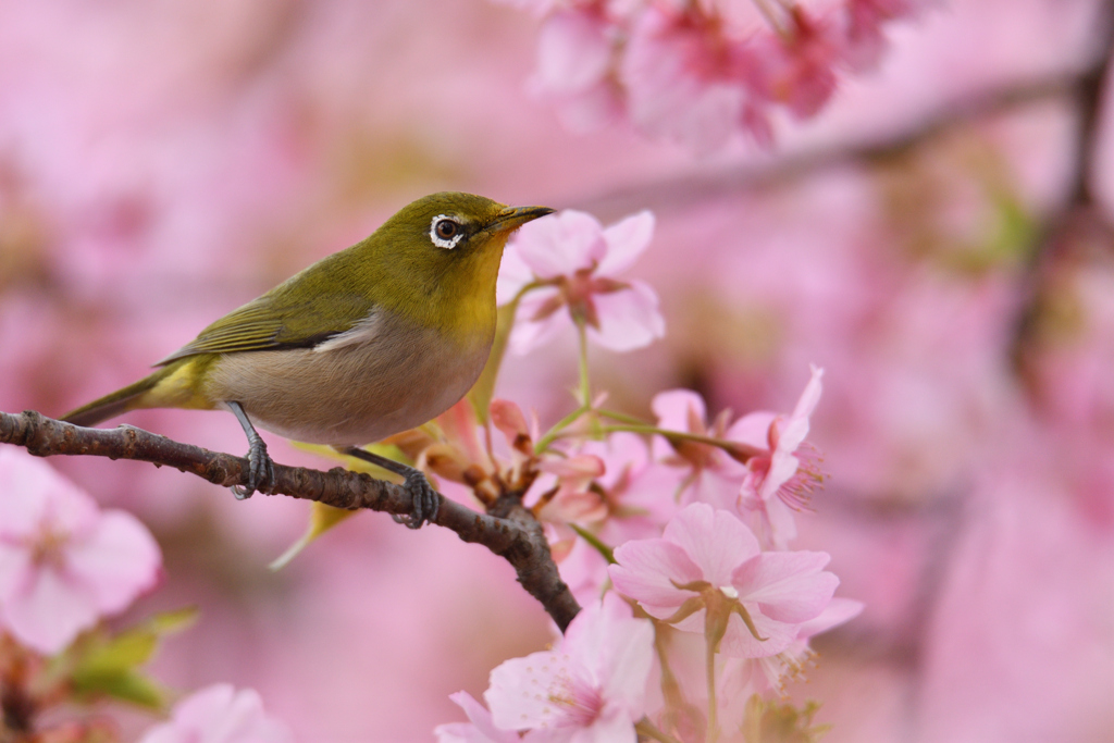お花見メジロ
