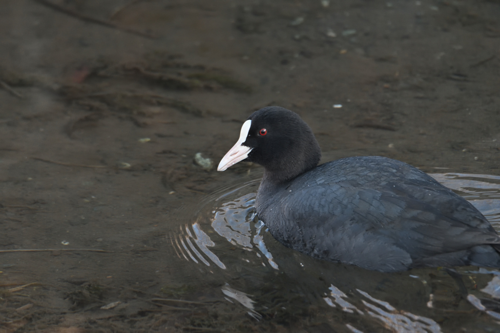 水辺の鳥-1