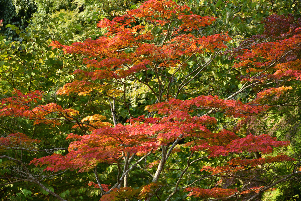 紅葉