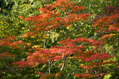 紅葉