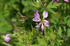 蓮華草の蜜は甘い