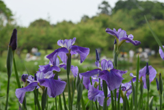 花菖蒲な天気