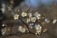 白梅も咲き出して