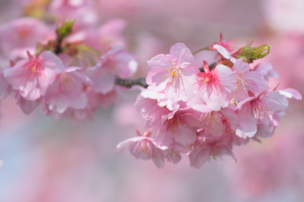 河津桜が晴々と