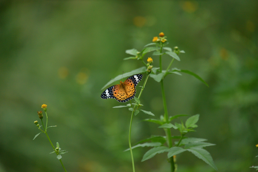 ツマグロヒョウモン