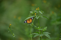 ツマグロヒョウモン