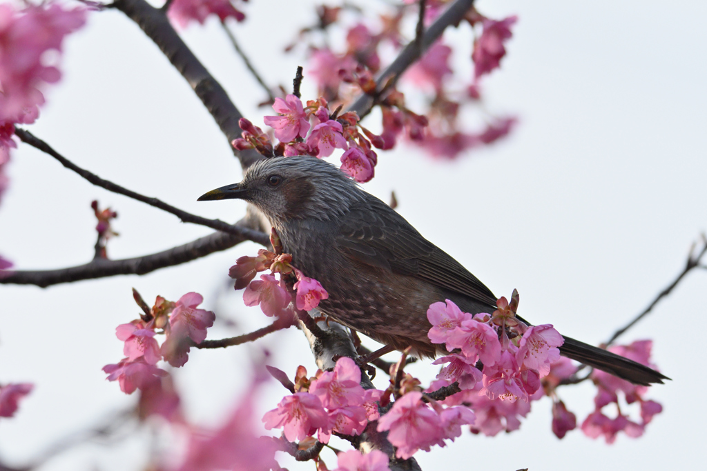 桜ヒヨ-2